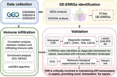The development of endoplasmic reticulum-related gene signatures and the immune infiltration analysis of sepsis